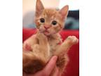 Adopt Zephyr a Orange or Red (Mostly) Domestic Shorthair / Mixed (short coat)