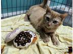 Adopt Delores a Orange or Red (Mostly) Domestic Shorthair / Mixed (short coat)
