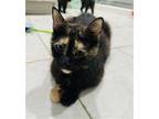 Adopt Sybil a Tortoiseshell Domestic Shorthair / Mixed (short coat) cat in