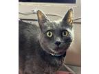 Adopt Penelope a Domestic Shorthair / Mixed cat in Sherwood, OR (41547138)