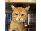 Adopt Aiden a Domestic Shorthair / Mixed cat in Sherwood, OR (41547136)