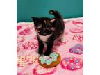 Adopt Sprinkles a Calico or Dilute Calico Domestic Shorthair / Mixed (short