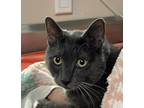 Adopt Babadook a Domestic Shorthair / Mixed cat in Sherwood, OR (41547135)