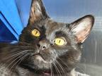 Adopt Winifred a Domestic Shorthair / Mixed cat in Sherwood, OR (41545437)