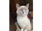 Adopt Alaska a Cream or Ivory Snowshoe (short coat) cat in Barrington Hills
