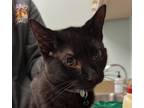 Adopt Jinx a Domestic Shorthair / Mixed cat in Sioux City, IA (41547112)