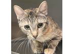 Adopt Regina a Domestic Shorthair / Mixed cat in Sioux City, IA (41547110)