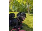 Adopt Sombra a Black Terrier (Unknown Type, Small) / Mixed dog in New