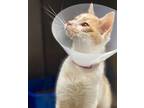 Adopt Raggedy Ann a Domestic Shorthair / Mixed cat in Canton, GA (41545518)