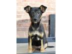 Adopt Ellie Presley a Shepherd (Unknown Type) / Labrador Retriever / Mixed dog