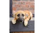 Adopt Audie Murphy a Shepherd (Unknown Type) / Labrador Retriever / Mixed dog in