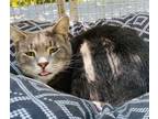 Adopt Cordova a Domestic Shorthair / Mixed cat in Fresno, CA (41510266)
