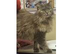 Adopt Ruthanne a Domestic Longhair / Mixed cat in Vancouver, WA (41547164)