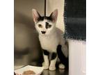 Adopt Peach a Domestic Shorthair / Mixed cat in Vancouver, WA (41547163)