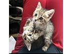 Adopt Layla and Cheetah a Gray, Blue or Silver Tabby Tabby (short coat) cat in