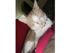 Adopt Bruce Ahmed a Orange or Red Tabby Domestic Shorthair / Mixed (short coat)