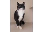Adopt Stray hold a Black & White or Tuxedo Domestic Shorthair (short coat) cat