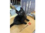 Adopt Johnni a All Black Domestic Shorthair / Mixed (short coat) cat in
