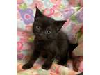 Adopt Toyota a Domestic Shorthair / Mixed cat in San Gabriel, CA (41547153)