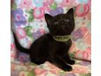 Adopt Nissan a Domestic Shorthair / Mixed cat in San Gabriel, CA (41547151)