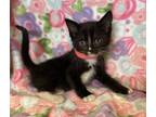 Adopt Kia a Domestic Shorthair / Mixed cat in San Gabriel, CA (41547150)