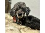 Adopt Coco a Black - with Gray or Silver Poodle (Toy or Tea Cup) / Mixed dog in