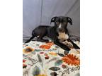 Adopt Mowgli a Labrador Retriever / Mixed dog in LAFAYETTE, LA (41547103)