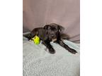 Adopt Akela a Labrador Retriever / Mixed dog in LAFAYETTE, LA (41547099)