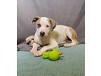 Adopt Raksha a Labrador Retriever / Mixed dog in LAFAYETTE, LA (41547097)