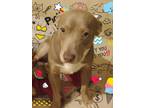 Adopt Benito a Gray/Silver/Salt & Pepper - with White Pit Bull Terrier / Mixed