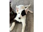 Adopt Sully **I'm Deaf** a White - with Black Border Collie / Mixed dog in