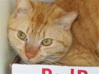 Adopt Alex a Orange or Red Domestic Shorthair / Mixed (short coat) cat in