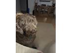 Adopt Zoe a Brown/Chocolate - with White Labradoodle / Mixed dog in Lizella