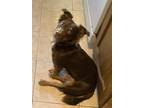 Adopt Eliza a Brown/Chocolate Dachshund / Terrier (Unknown Type