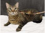 Adopt Big Papa a Domestic Shorthair / Mixed cat in League City, TX (41514052)
