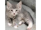 Adopt London a Gray, Blue or Silver Tabby Domestic Shorthair / Mixed (short