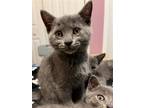 Adopt Jolie a Gray or Blue Russian Blue / Mixed (short coat) cat in Knoxville