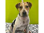 Adopt TRUSTING TIMBER a Tricolor (Tan/Brown & Black & White) Foxhound / Mixed