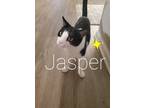 Adopt Jasper a Black & White or Tuxedo Domestic Shorthair / Mixed (short coat)