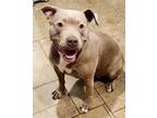 Adopt Olive a American Staffordshire Terrier / Mixed dog in Duluth