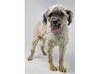 Adopt Keller a Gray/Blue/Silver/Salt & Pepper Poodle (Miniature) / Mixed dog in