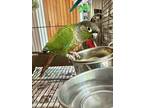 Adopt ZZ Top a Green Conure bird in Andover, CT (41546922)