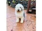 Adopt Daisy a White - with Black Old English Sheepdog / Mixed dog in Jackson