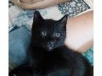 Adopt Bernard a All Black Domestic Mediumhair (medium coat) cat in Wimauma