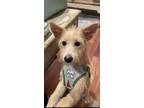 Adopt Cora a Tan/Yellow/Fawn - with White Wirehaired Fox Terrier / Mixed dog in