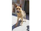 Adopt Bo a Black German Shepherd Dog dog in Apple Valley, CA (41533006)