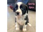 Adopt SPORTY SPICE a Black - with White Australian Shepherd / Mixed dog in