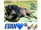 Adopt Evan a Brown/Chocolate Labrador Retriever / Shepherd (Unknown Type) /