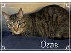 Adopt OZZIE a Brown Tabby Domestic Shorthair (short coat) cat in Marietta