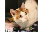 Adopt TUFFLES a White (Mostly) Domestic Shorthair (short coat) cat in Tucson